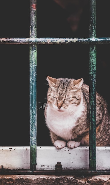 Lindo gato sentado en el cristal de la ventana