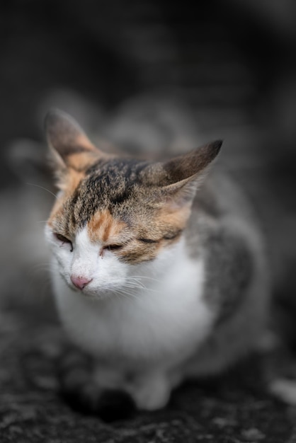 Lindo gato sentado en el cristal de la ventana