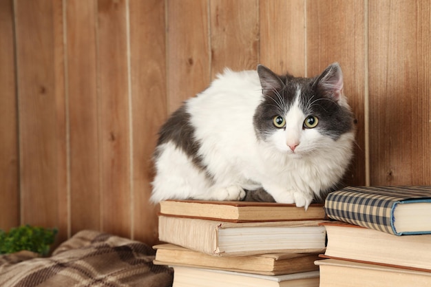 Lindo gato sentado en libros