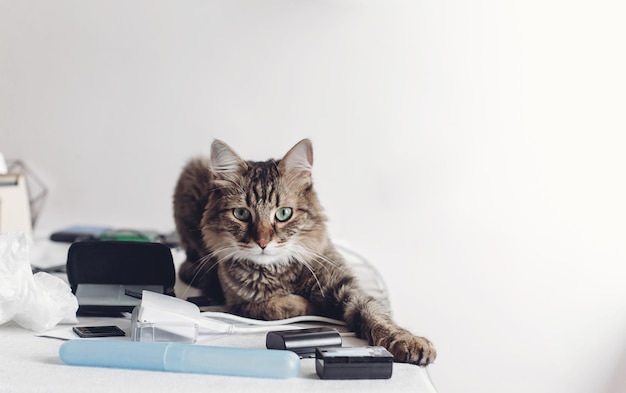 Foto lindo gato sentado en la mesa con artículos de trabajo, momento divertido, gato independiente con ojos increíbles en el hogar, espacio para texto