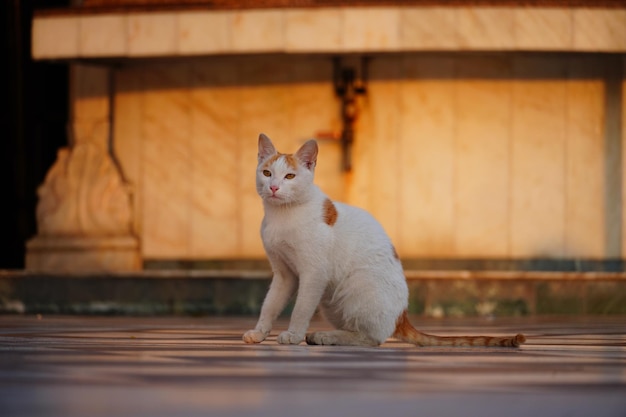 Lindo gato sentado y mirando a la cámara