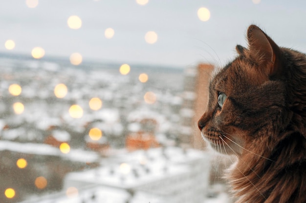 Lindo gato sentado no peitoril da janela e olhando para uma janela no inverno Gato fofo sentado na janela