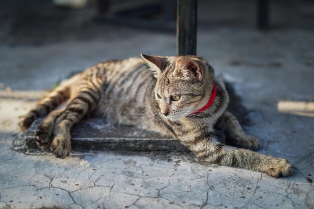 Lindo gato sentado en el piso de la casa