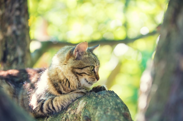 Lindo gato sentado en una rama de un árbol en un jardín.