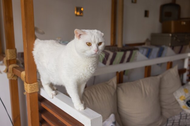 Lindo gato sentado en una silla blanca en la habitación, de cerca.