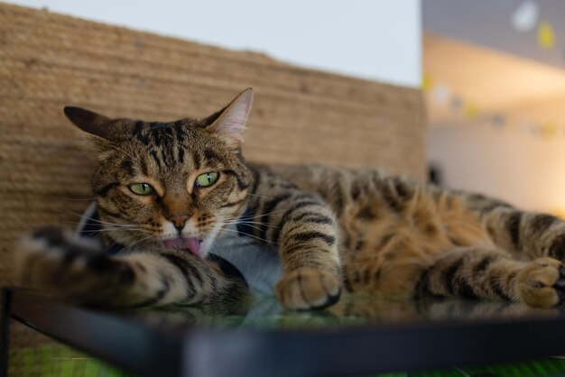 Lindo gato sentado en una silla blanca en la habitación, de cerca.