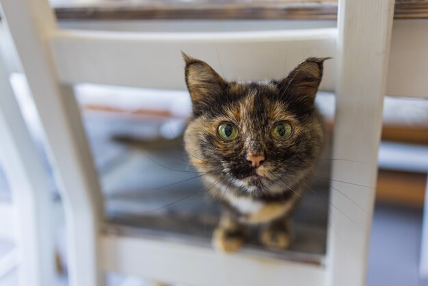 Lindo gato sentado en una silla blanca en la habitación, de cerca.