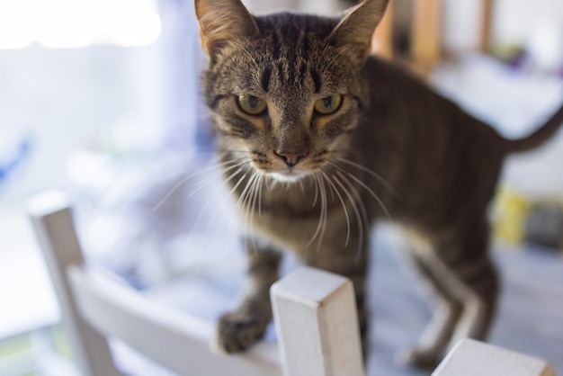 Lindo gato sentado en una silla blanca en la habitación, de cerca.