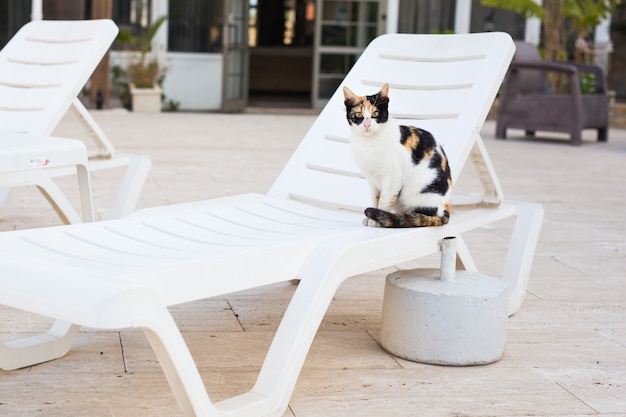 Lindo gato sentado en una silla blanca junto a la piscina, soleado.