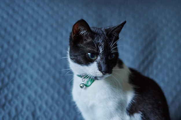 Un lindo gato sentado en un sofá azul