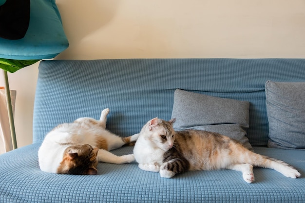 Lindo gato sentarse con su madre