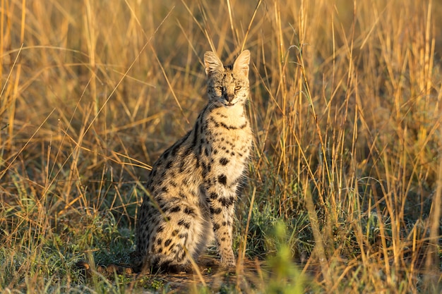Foto lindo gato serval