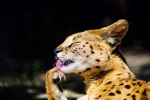 Lindo gato serval