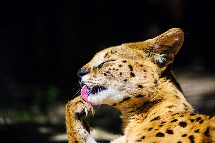 Foto lindo gato serval