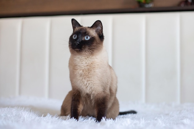 Lindo gato siamês com olhos azuis Animal de estimação de raça pura em casa em uma cama branca