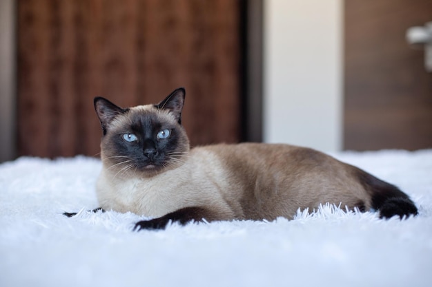 Lindo gato siamês com olhos azuis Animal de estimação de raça pura em casa em uma cama branca