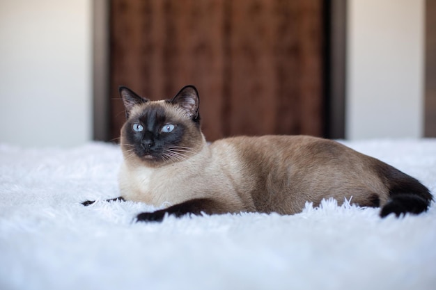 Lindo gato siamês com olhos azuis Animal de estimação de raça pura em casa em uma cama branca