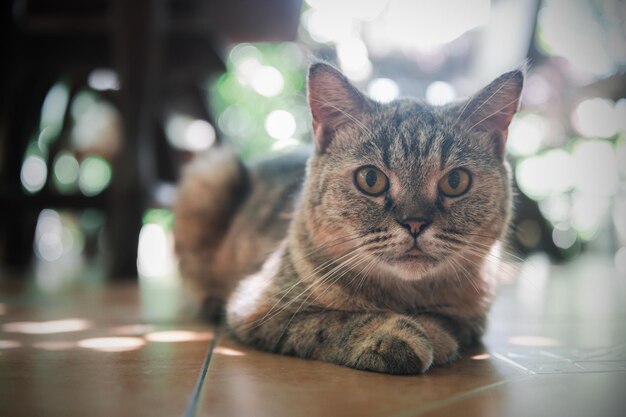 Lindo gato siamés mira la cámara como mascota y concepto anmimal