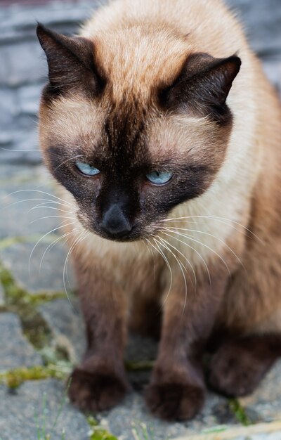 Lindo gato siamês sentado ao ar livre