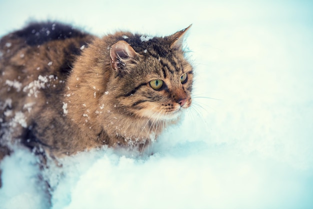 Lindo gato siberiano andando na neve