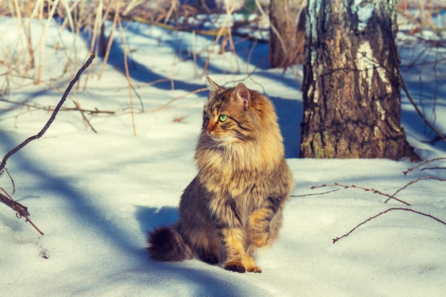 Lindo gato siberiano caminando en el bosque nevado