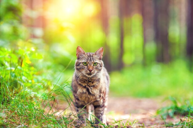 Lindo gato siberiano caminando en el bosque