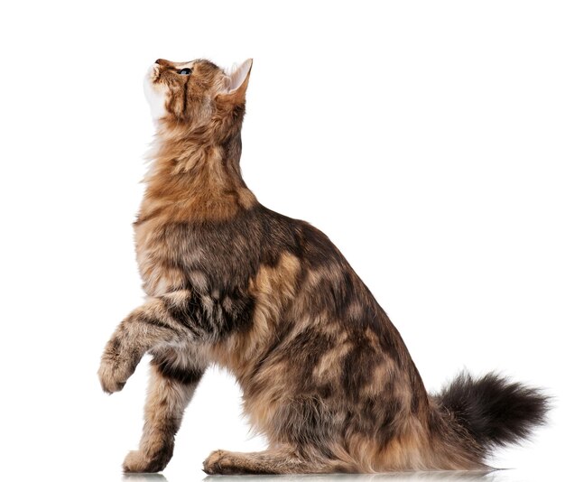 Un lindo gato siberiano joven sobre un fondo blanco