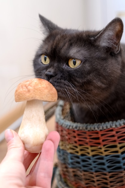 Lindo gato se sienta en la canasta olfateando setas boletus porcini