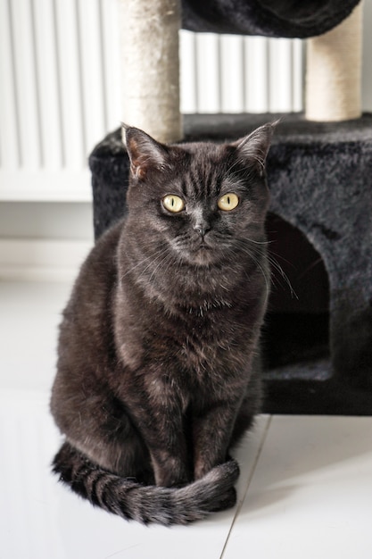 Lindo gato se sienta cerca de su lujosa casa y mira a la cámara