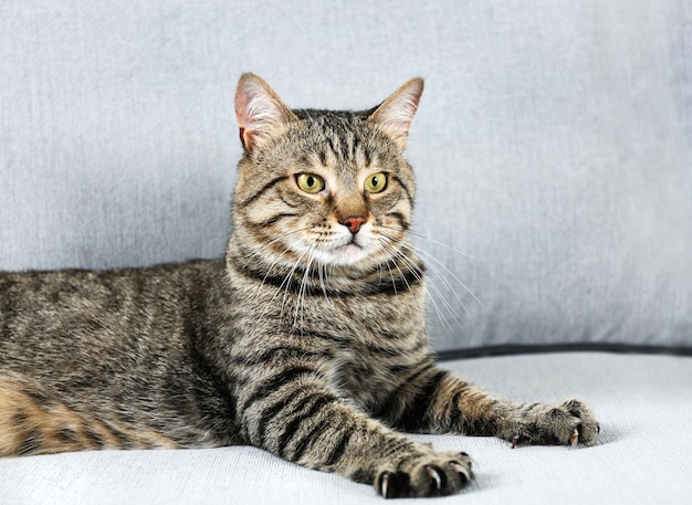 Lindo gato en el sofá gris