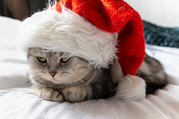 lindo gato con sombrero de santa claus está mirando. Espacio para texto sobre fondo gris. Tarjeta de Navidad con mascota.