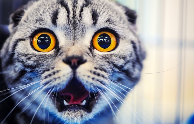 Lindo gato sorprendido con ojos amarillos