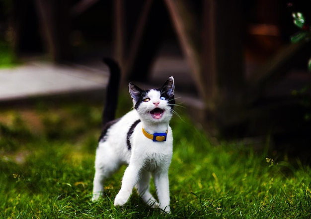 Lindo gato sorprendido con ojos de diferentes colores