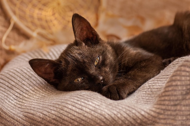 Lindo gato en suéter de lana suave en el sofá Los gatos descansan después de comer en casa en una cama suave Gato animal doméstico feliz duerme dulcemente en la cama de punto