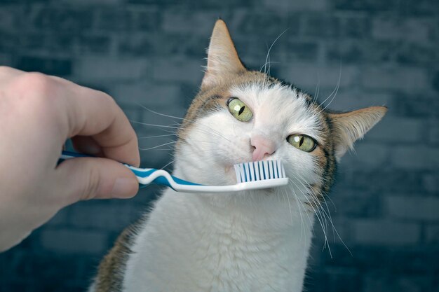 Foto un lindo gato tabby siendo cepillado los dientes por su dueño