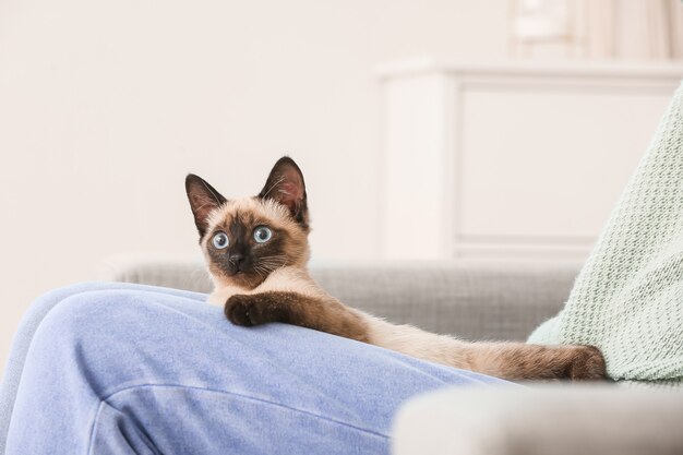 Lindo gato tailandés con dueño en casa