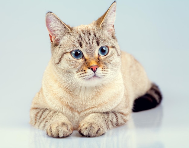 Lindo gato tailandés soñando