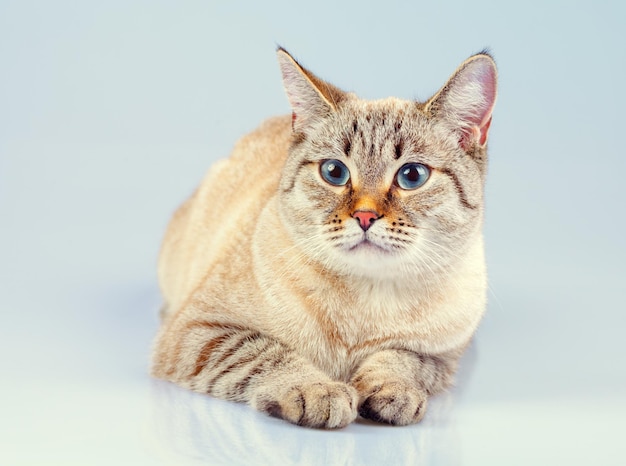 Lindo gato tailandés soñando