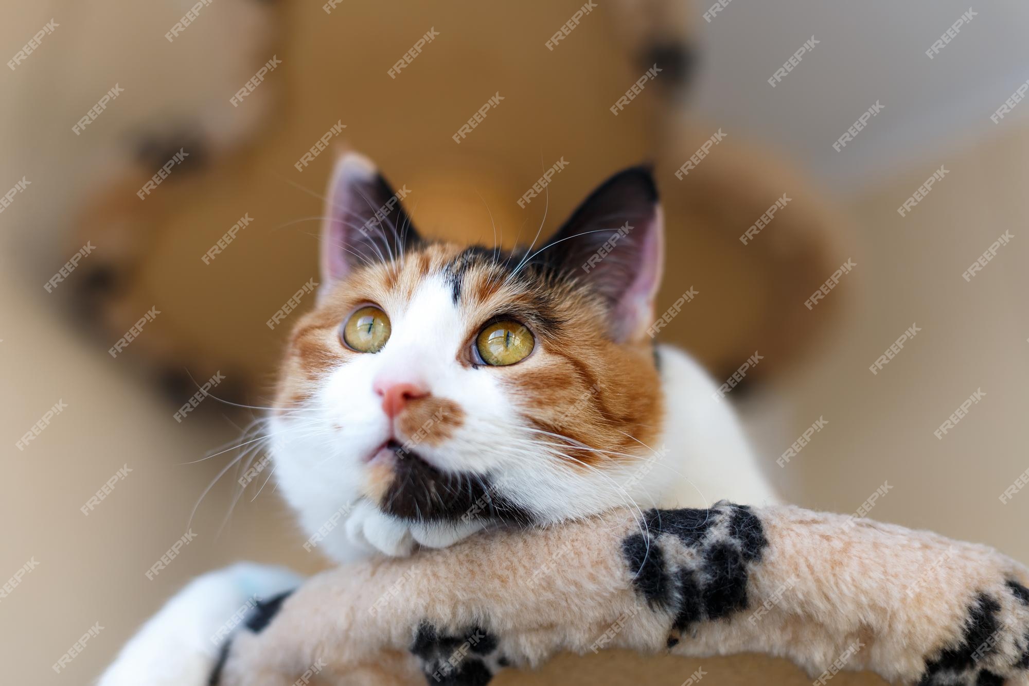 Gatinho Vermelho Brincando Com Sua Mãe. Gato Tricolor Na Rua Mexendo Com  Seu Filho. Jogos De Gatos No Verão Na Grama Verde Foto de Stock - Imagem de  curioso, grama: 201395420