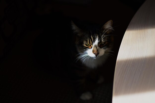 Un lindo gato triste a la luz del sol en el fondo oscuro