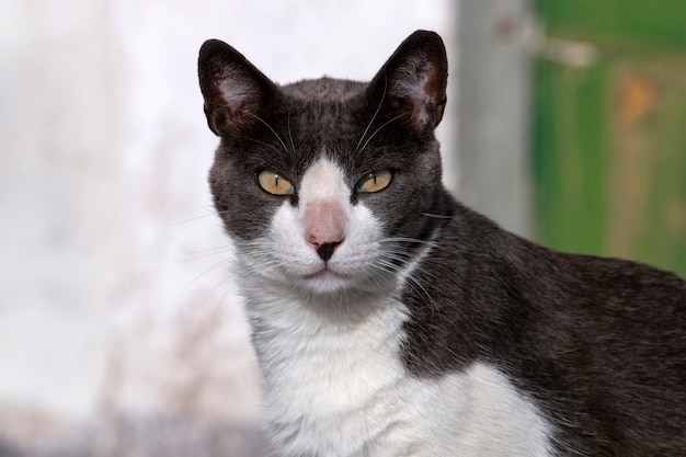 Lindo gato urbano en las calles relajantes.