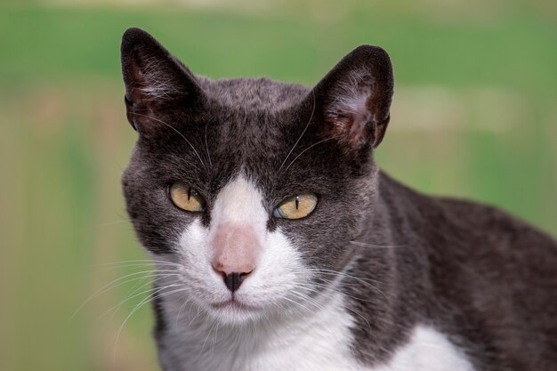 Lindo gato urbano en las calles relajantes.