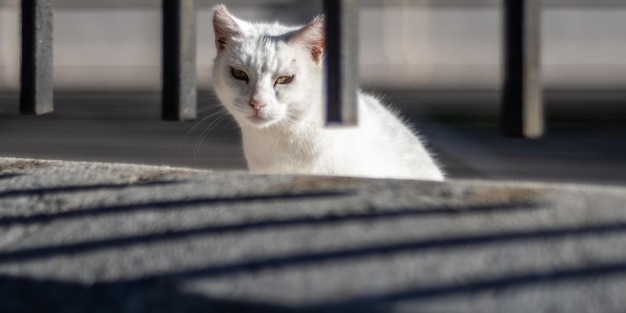 Lindo gato vadio branco olhando através da grade nas ruas de Málaga