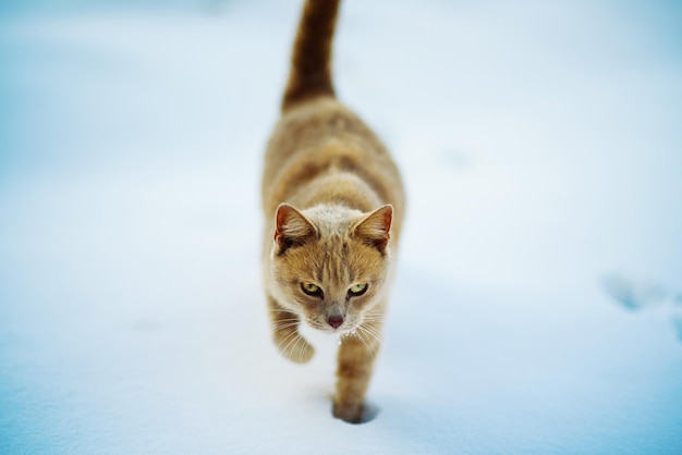 Lindo gato vermelho andando na neve no inverno
