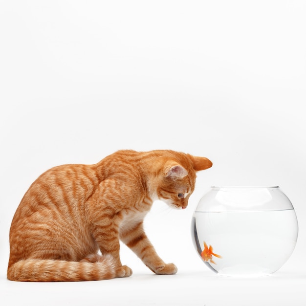 Lindo gato vermelho brinca com um peixe decorativo dourado em um aquário redondo.