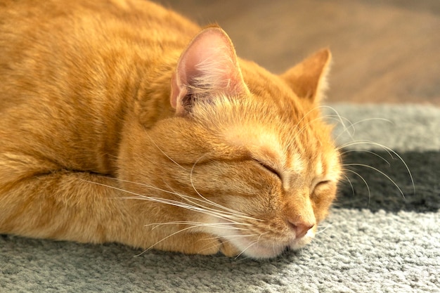 Lindo gato vermelho dormindo no tapete