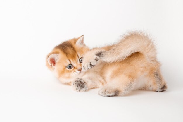 Lindo gato vermelho em um fundo branco