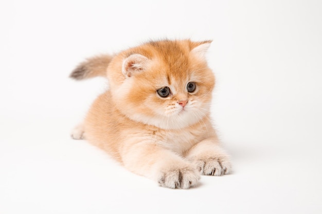 Lindo gato vermelho em um fundo branco