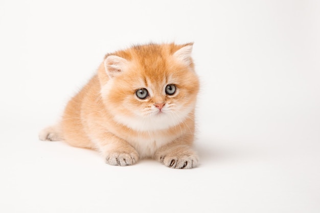 Lindo gato vermelho em um fundo branco