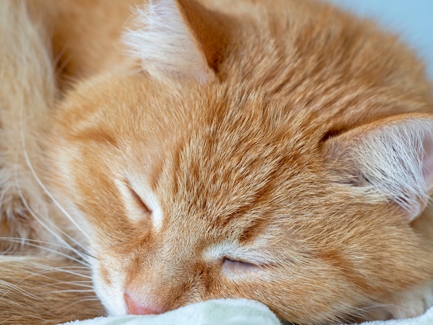 Lindo gato vermelho encantador está dormindo